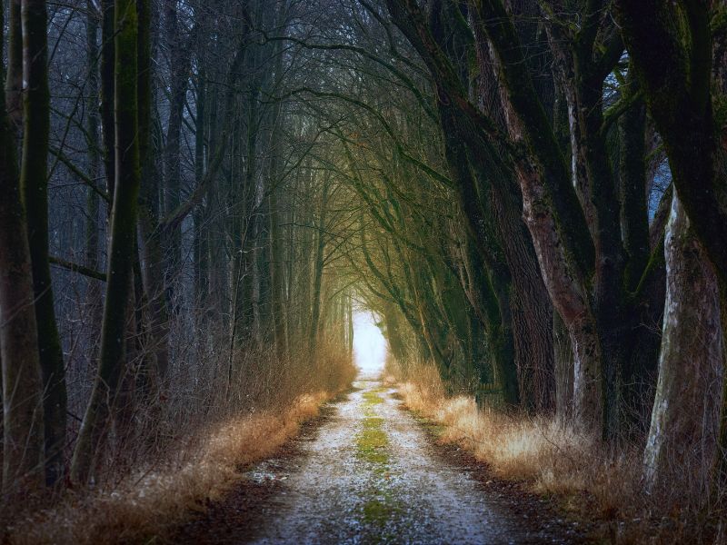 Une chemin forestier bordé de grands arbres et au bout duquel une lumière perce